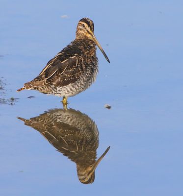Watersnip - Common Snipe