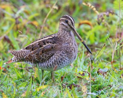 Watersnip - Common Snipe
