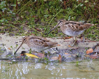 Watersnippen - Common Snipes