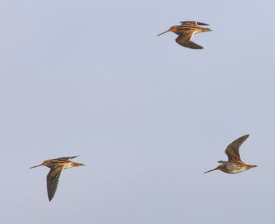 Watersnippen - Common Snipes
