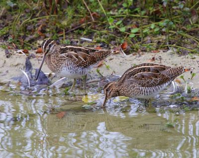 Watersnippen - Common Snipes