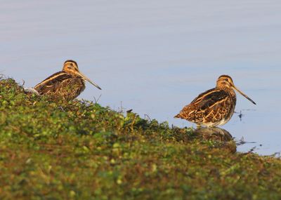 Watersnippen - Common Snipes