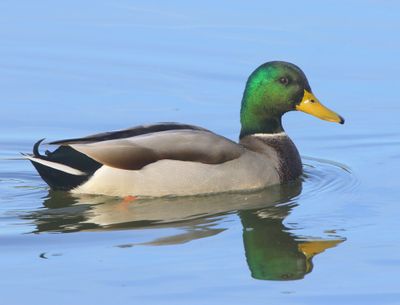 Wilde Eend - Mallard