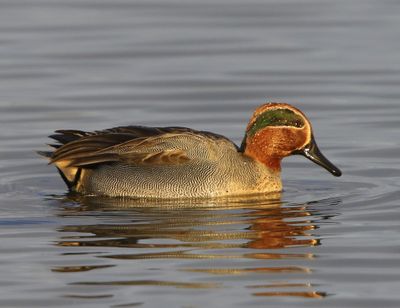 Wintertaling - Common Teal
