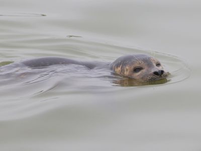 Gewone Zeehond - Harbour Seal