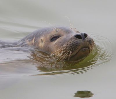 Gewone Zeehond - Harbour Seal