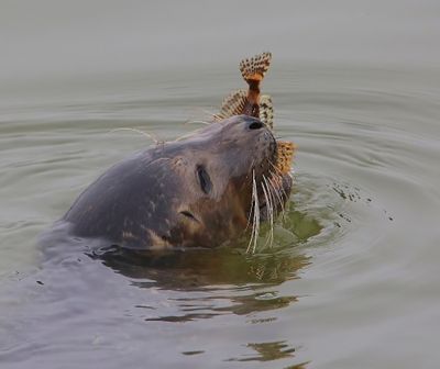 Gewone Zeehond - Harbour Seal