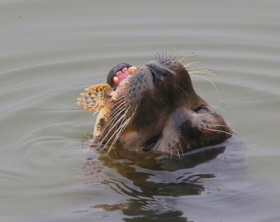 Gewone Zeehond - Harbour Seal