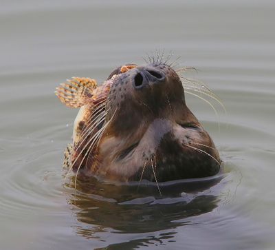 Gewone Zeehond - Harbour Seal