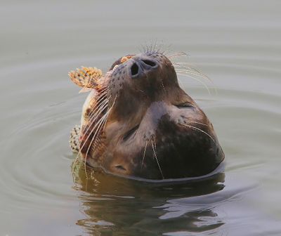 Gewone Zeehond - Harbour Seal