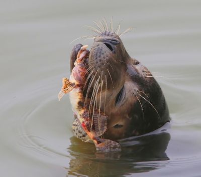 Gewone Zeehond - Harbour Seal