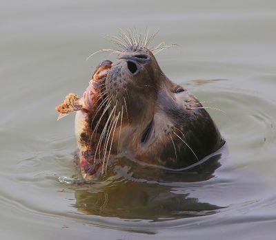 Gewone Zeehond - Harbour Seal