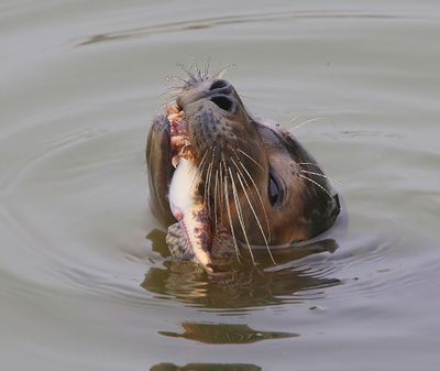 Gewone Zeehond - Harbour Seal