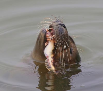 Gewone Zeehond - Harbour Seal