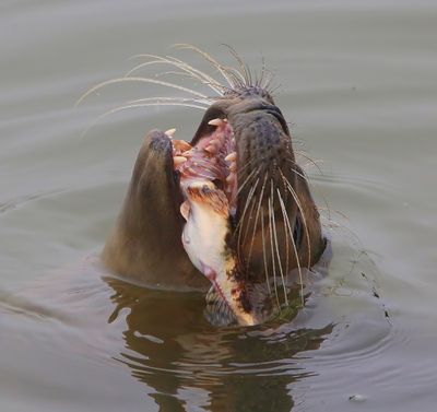 Gewone Zeehond - Harbour Seal