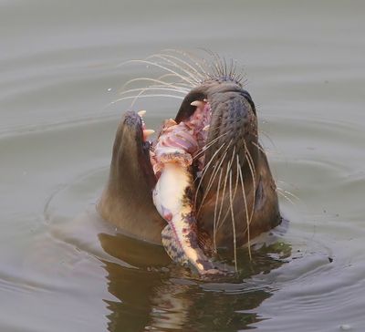 Gewone Zeehond - Harbour Seal