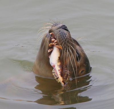 Gewone Zeehond - Harbour Seal