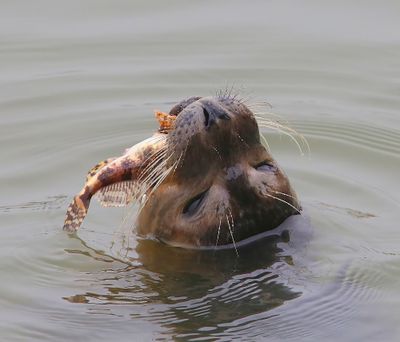 Gewone Zeehond - Harbour Seal
