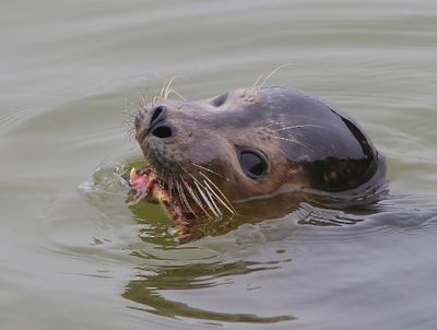 Gewone Zeehond - Harbour Seal
