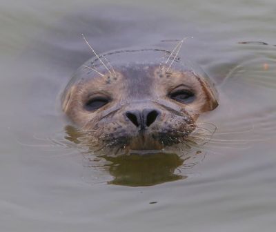Gewone Zeehond - Harbour Seal