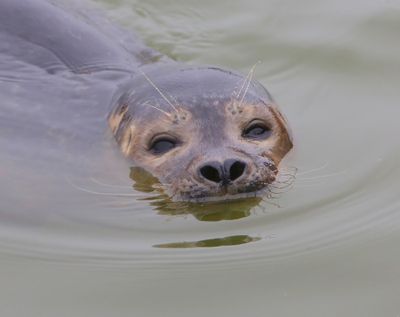 Gewone Zeehond - Harbour Seal