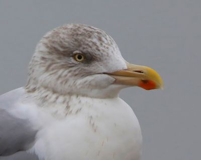Zilvermeeuw - Europeand Herring Gull