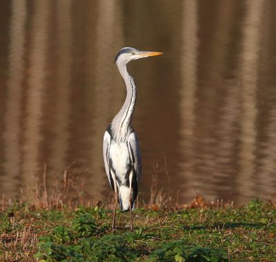 Blauwe Reiger - Grey Heron