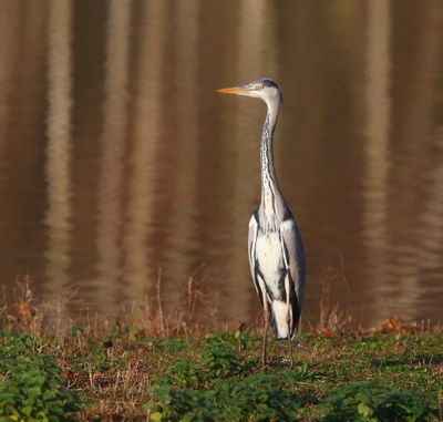 Blauwe Reiger - Grey Heron