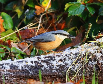 Boomklever - Eurasian Nuthatch