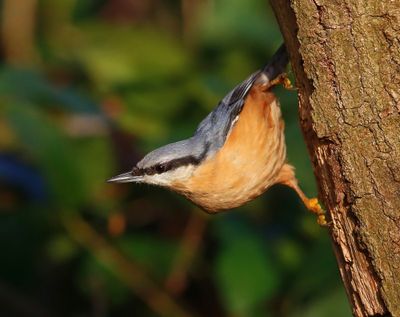 Boomklever - Eurasian Nuthatch