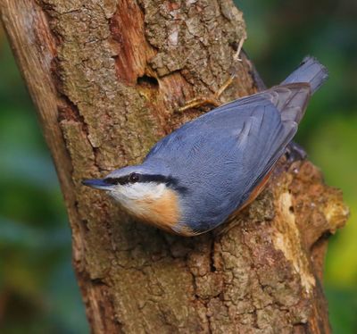 Boomklever - Eurasian Nuthatch
