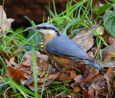 Boomklever - Eurasian Nuthatch
