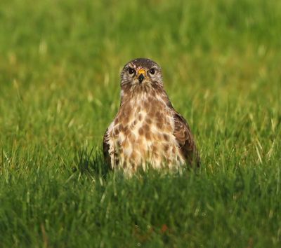 Buizerd - Common Buzzard