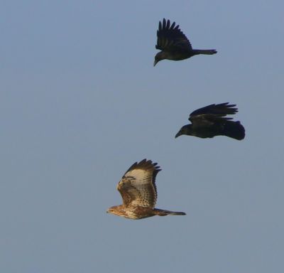 Buizerd - Common Buzzard