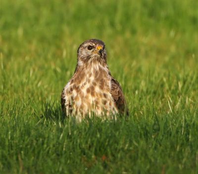 Buizerd - Common Buzzard
