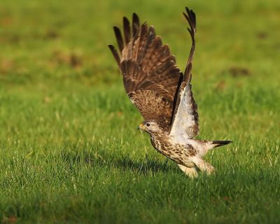 Buizerd - Common Buzzard