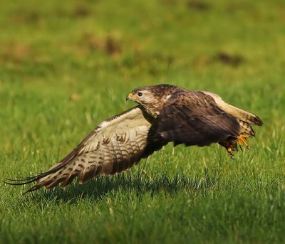 Buizerd - Common Buzzard
