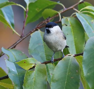 Glanskop - Marsh Tit