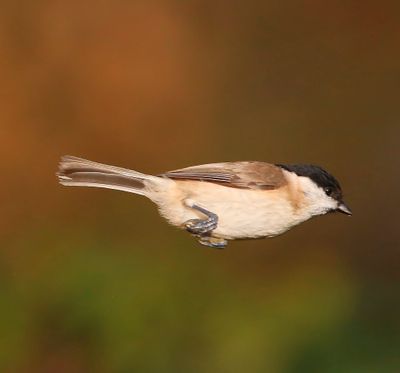 Glanskop - Marsh Tit