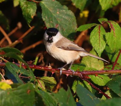 Glanskop - Marsh Tit