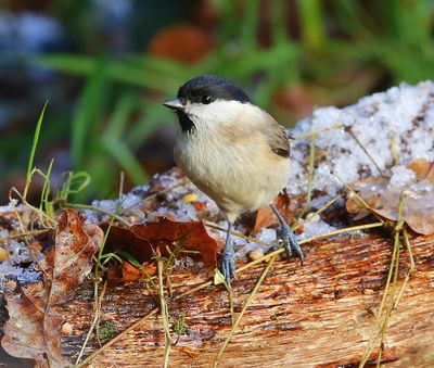 Glanskop - Marsh Tit