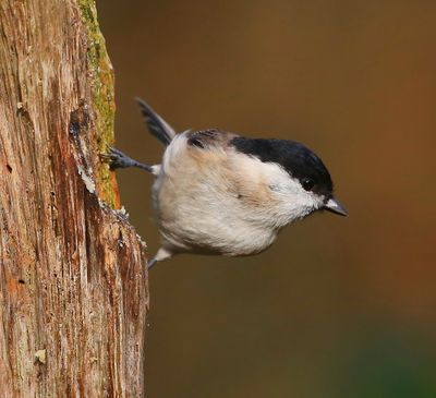 Glanskop - Marsh Tit