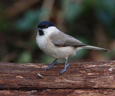 Glanskop - Marsh Tit