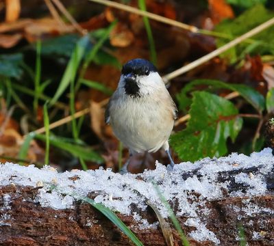 Glanskop - Marsh Tit