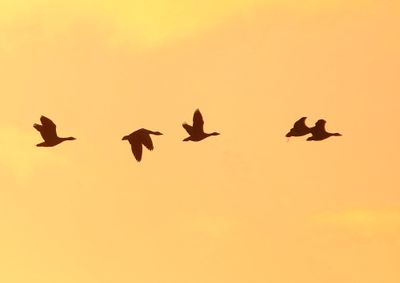 Grauwe Ganzen - Greylag Geese