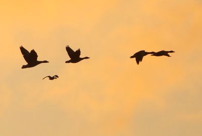 Grauwe Ganzen - Greylag Geese