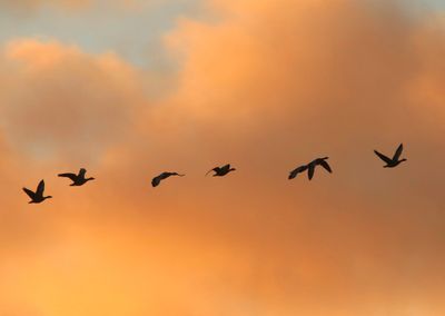 Grauwe Ganzen - Greylag Geese