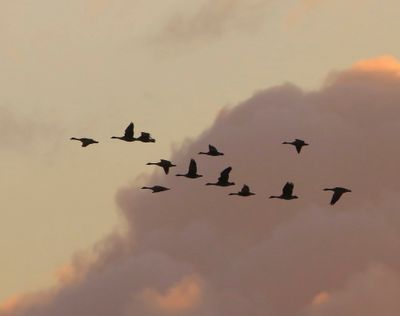 Grauwe Ganzen - Greylag Geese
