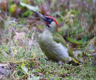 Groene Specht - European Green Woodpecker