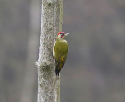 Groene Specht - European Green Woodpecker